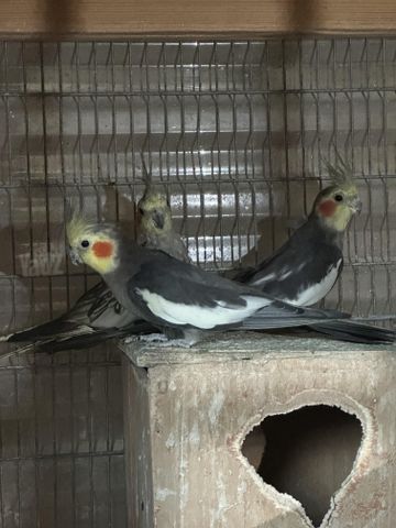 תמונת מודעה - חיות מחמד