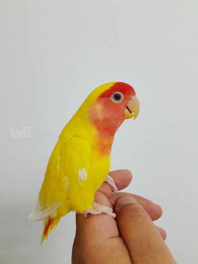 תוכי לורי