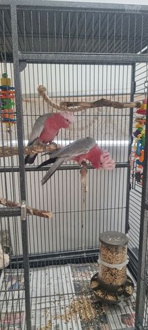 תמונת מודעה - חיות מחמד