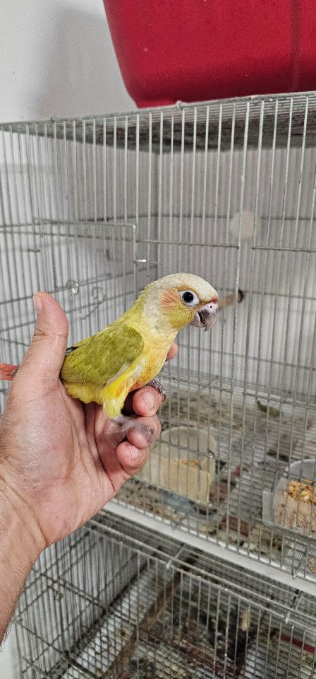 תוכי קוקוטייל