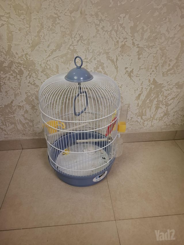 תוכי יונים