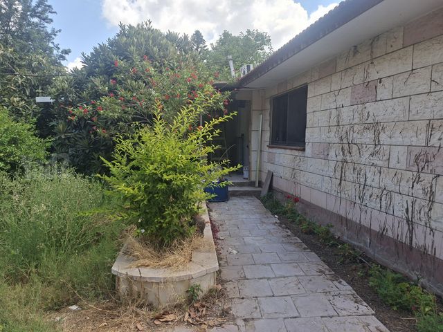 התמר 156