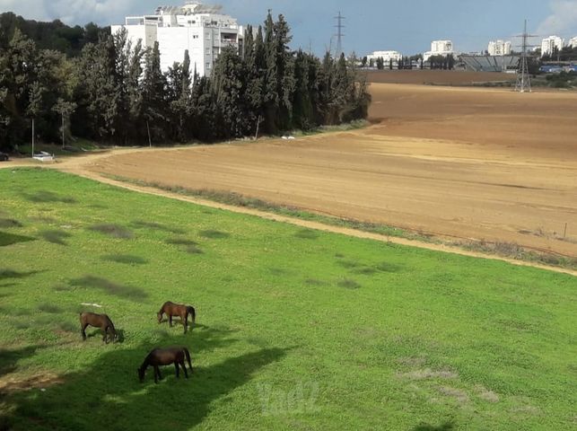 כורזים 13