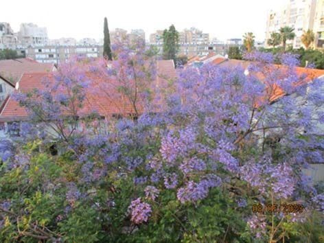 דירה למכירה בתל אביב יפו (תיווך) — 4