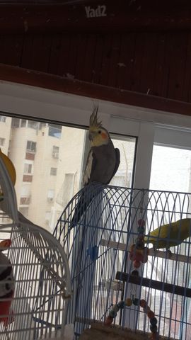 תמונת מודעה - חיות מחמד
