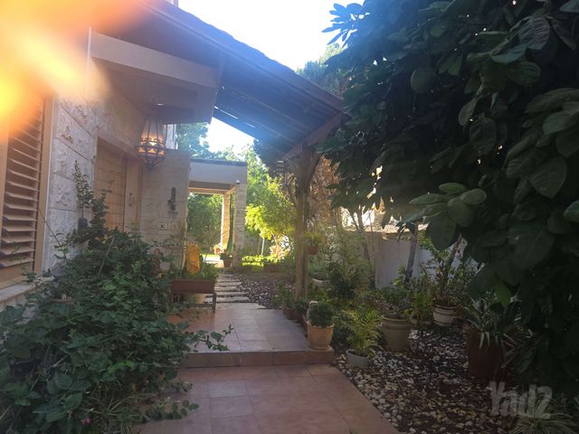 הזית 155