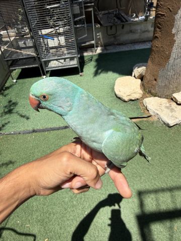 תמונת מודעה - חיות מחמד