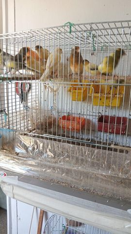 תמונת מודעה - חיות מחמד