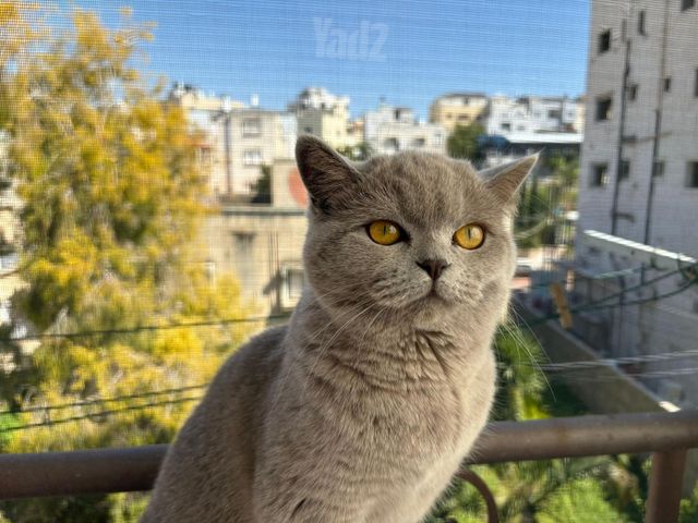 תמונת מודעה - חיות מחמד