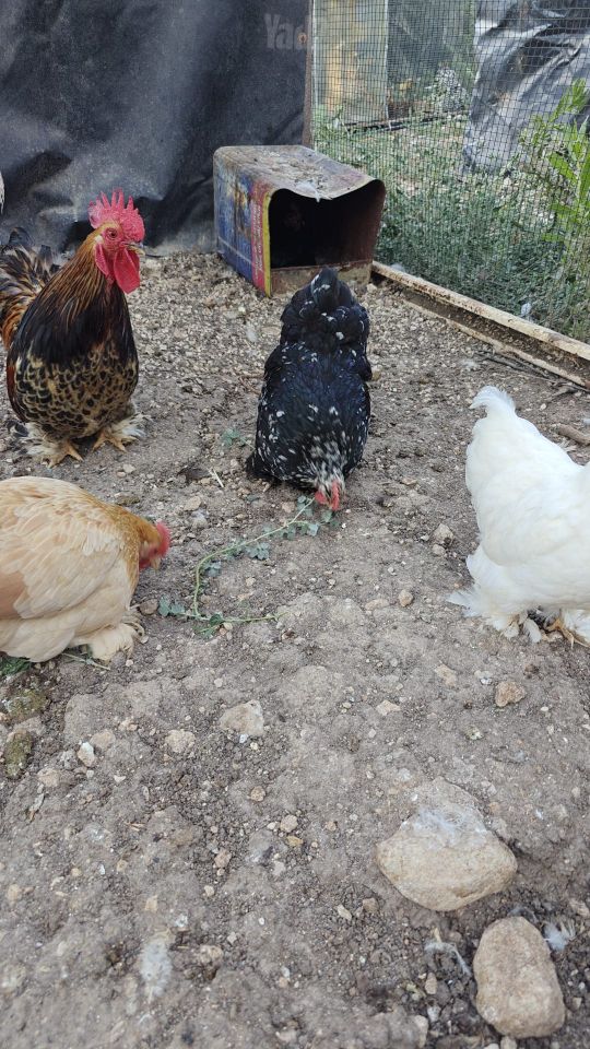 חיית משק פקין