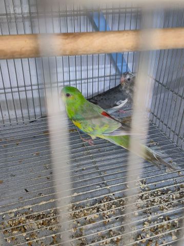 תמונת מודעה - חיות מחמד