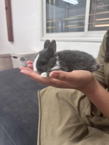 תמונת מודעה - חיות מחמד