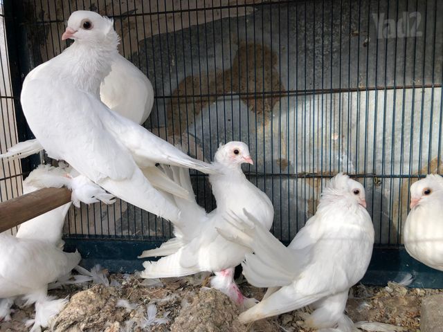 תמונת מודעה - חיות מחמד