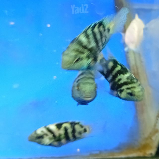 תמונת מודעה - חיות מחמד
