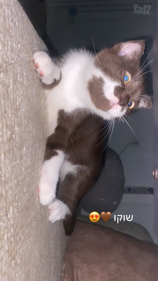 תמונת מודעה - חיות מחמד