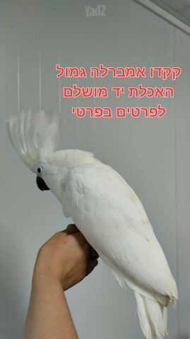 תמונת מודעה - חיות מחמד
