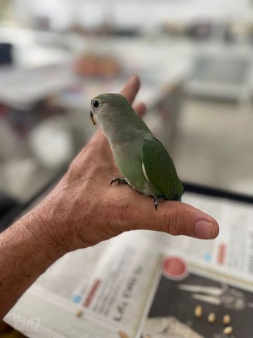 תמונת מודעה - חיות מחמד