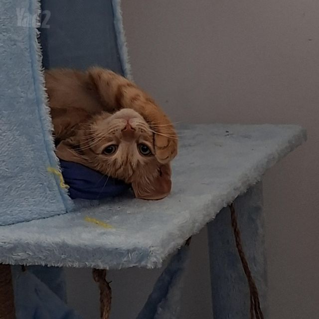 תמונת מודעה - חיות מחמד