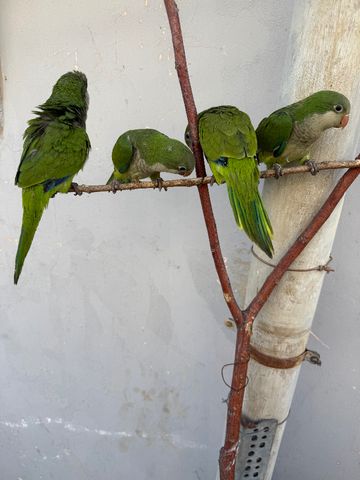 תמונת מודעה - חיות מחמד