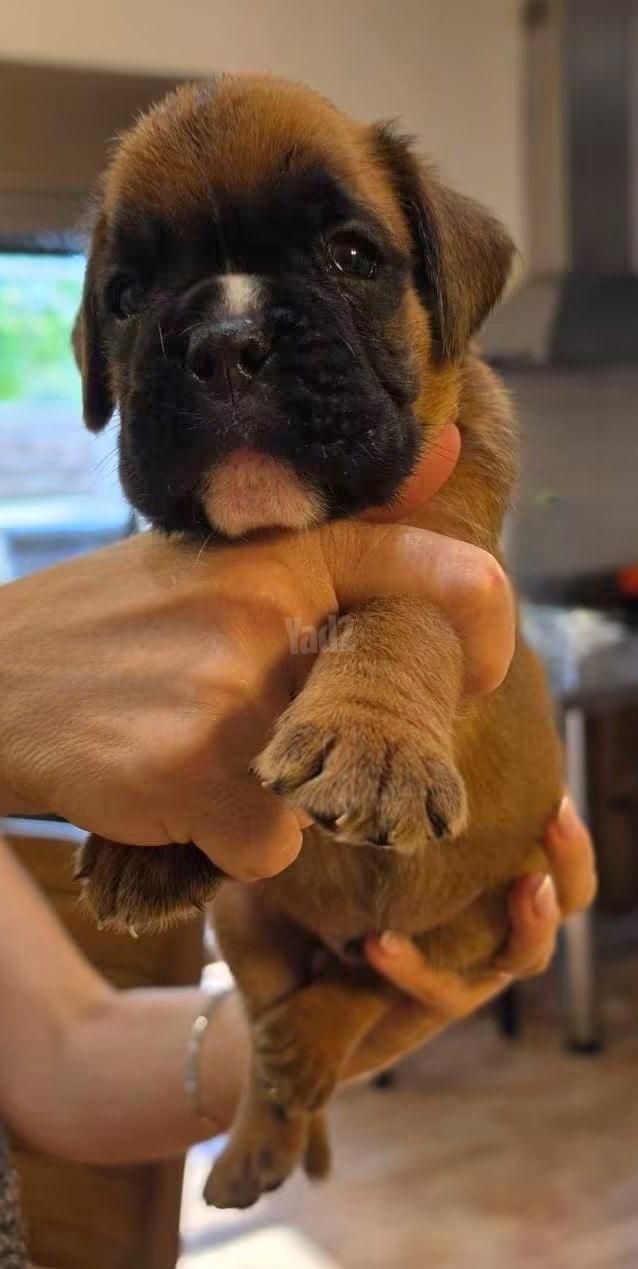 תמונת מודעה - חיות מחמד