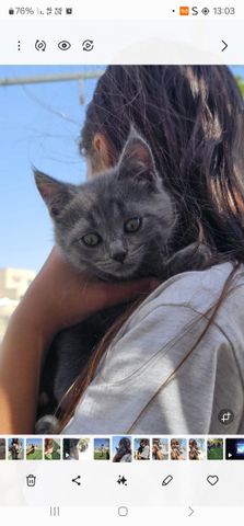 תמונת מודעה - חיות מחמד