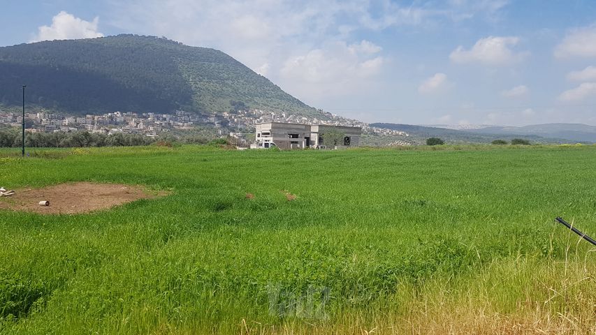 ברוש 15
