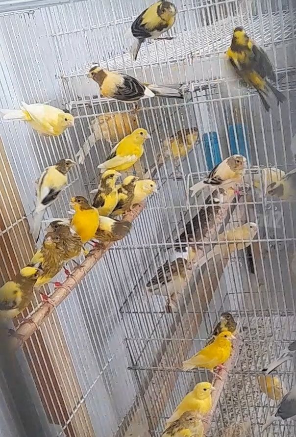 תמונת מודעה - חיות מחמד
