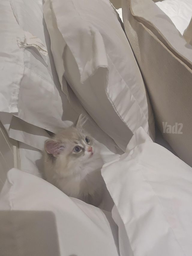 חתול רגדול