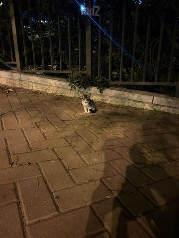 תמונת מודעה - חיות מחמד