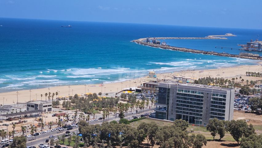 הדקל 