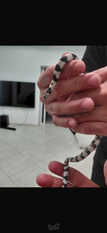 תמונת מודעה - חיות מחמד