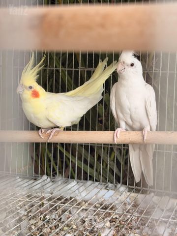 תמונת מודעה - חיות מחמד