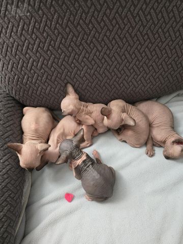 תמונת מודעה - חיות מחמד