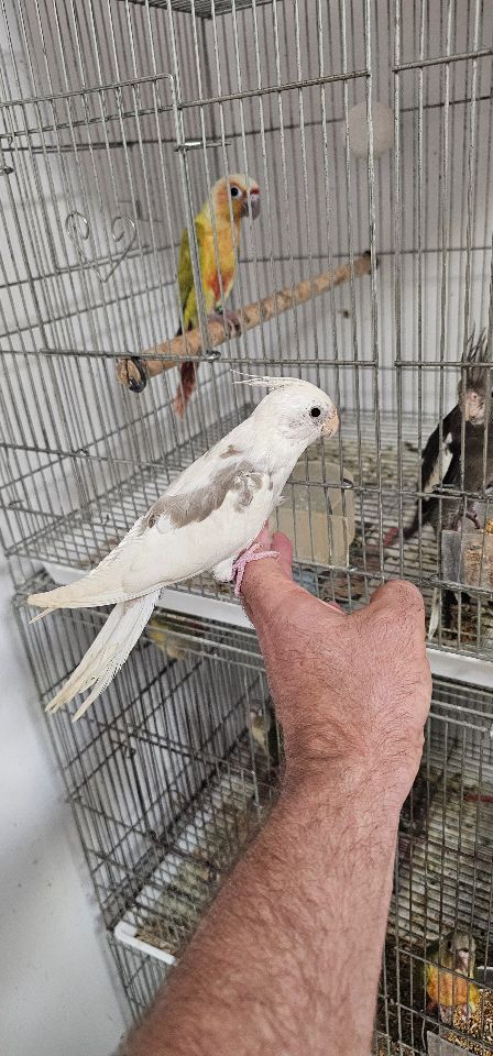 תמונת מודעה - חיות מחמד