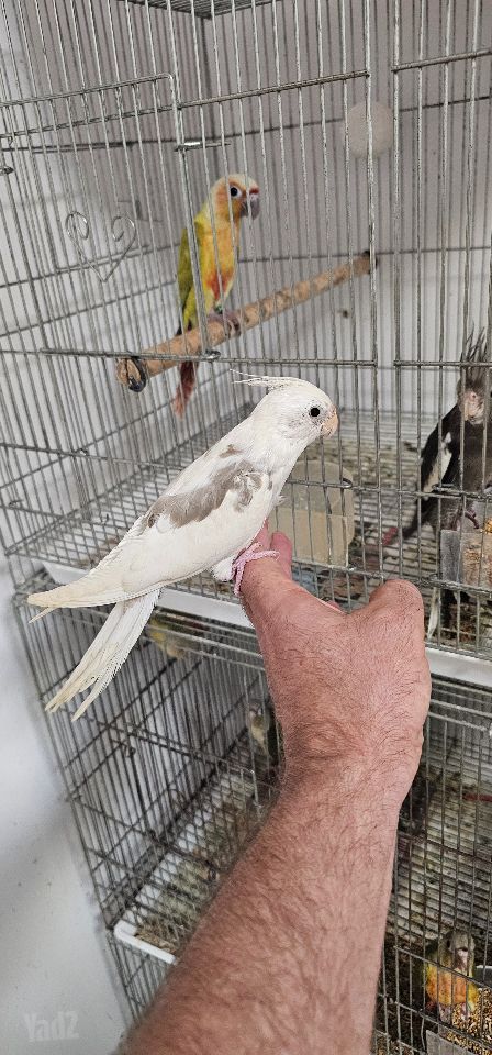 תוכי קוקוטייל