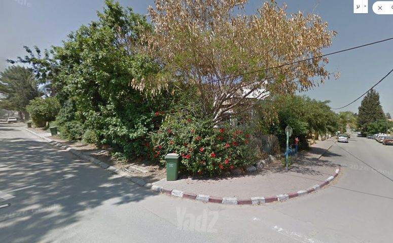 נרקיסים 8