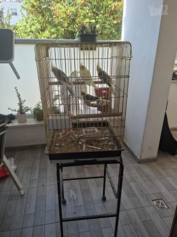 תמונת מודעה - חיות מחמד