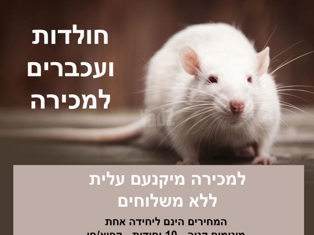 תמונת מודעה - חיות מחמד