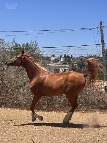 תמונת מודעה - חיות מחמד