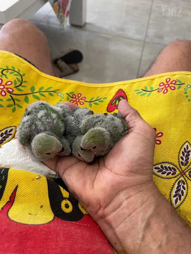 תוכי קוקוטייל