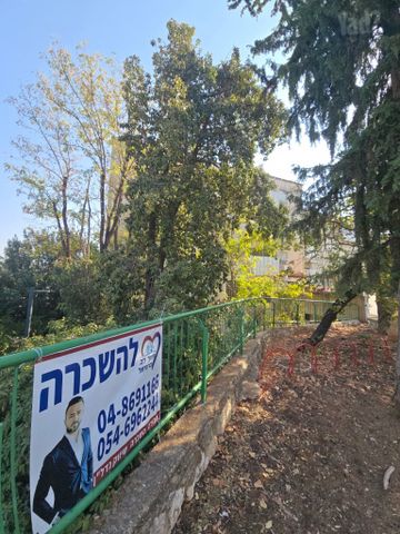 הברושים 