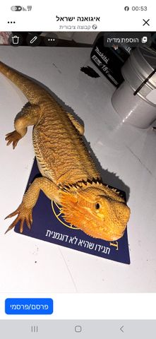 תמונת מודעה - חיות מחמד