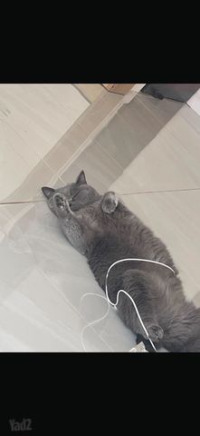 תמונת מודעה - חיות מחמד