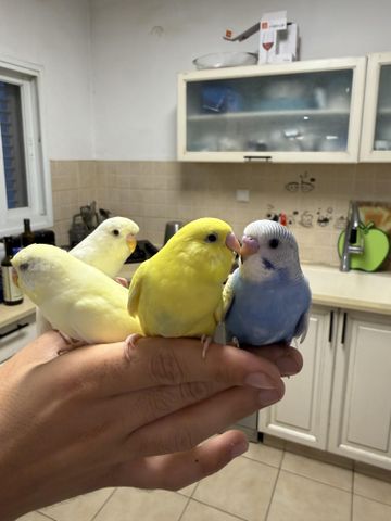 תמונת מודעה - חיות מחמד