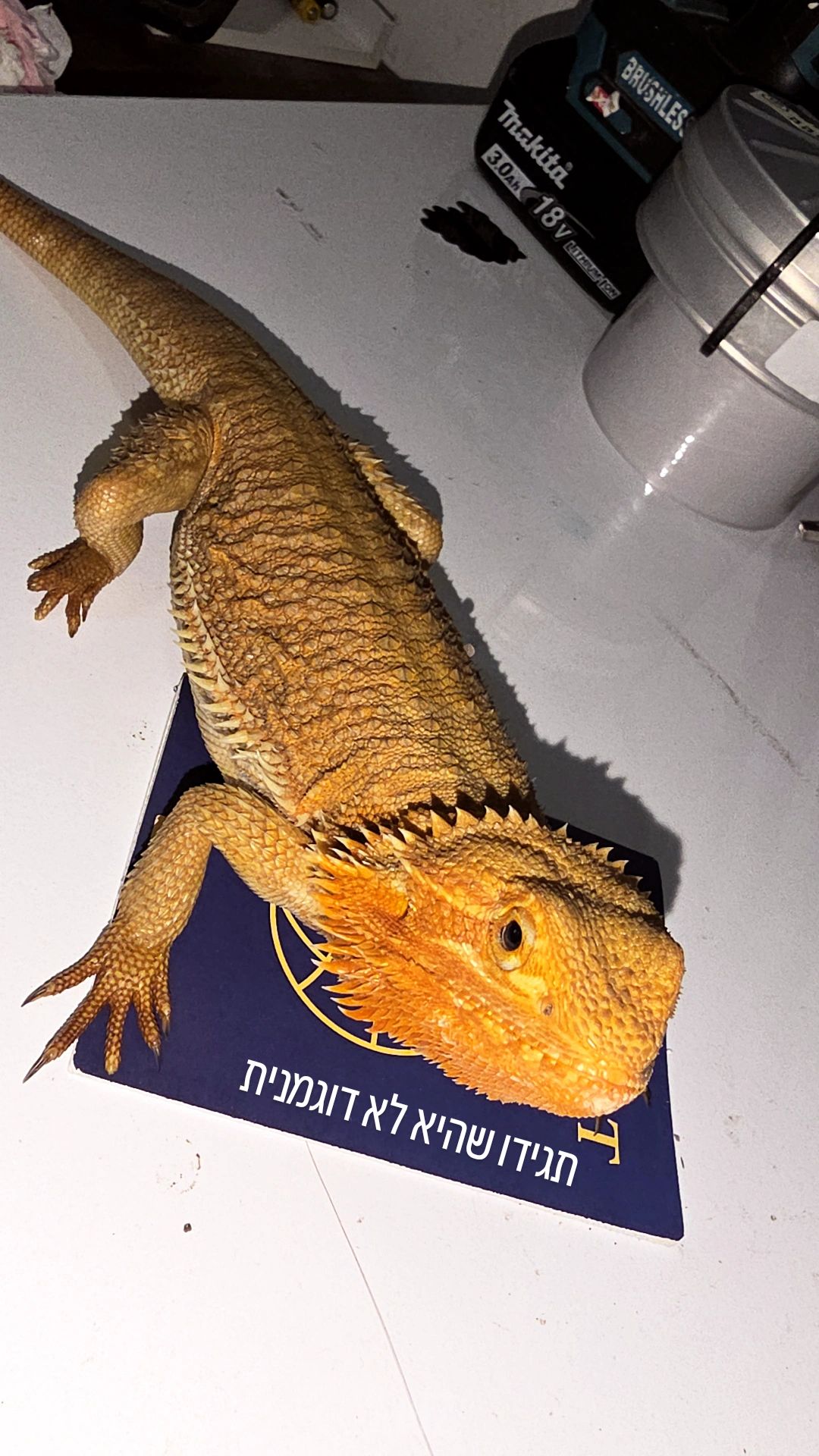 זוחל חרדון
