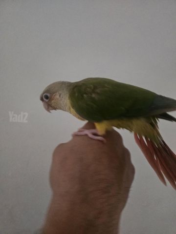 תמונת מודעה - חיות מחמד