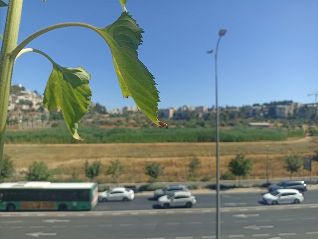 דירה להשכרה בירושלים — 5