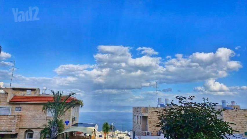 הנרקיס 
