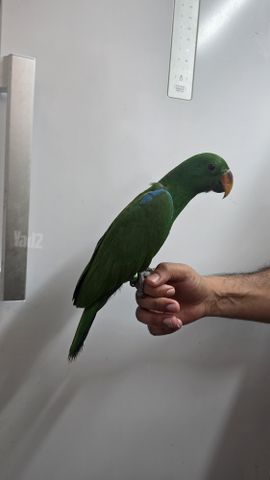 תמונת מודעה - חיות מחמד