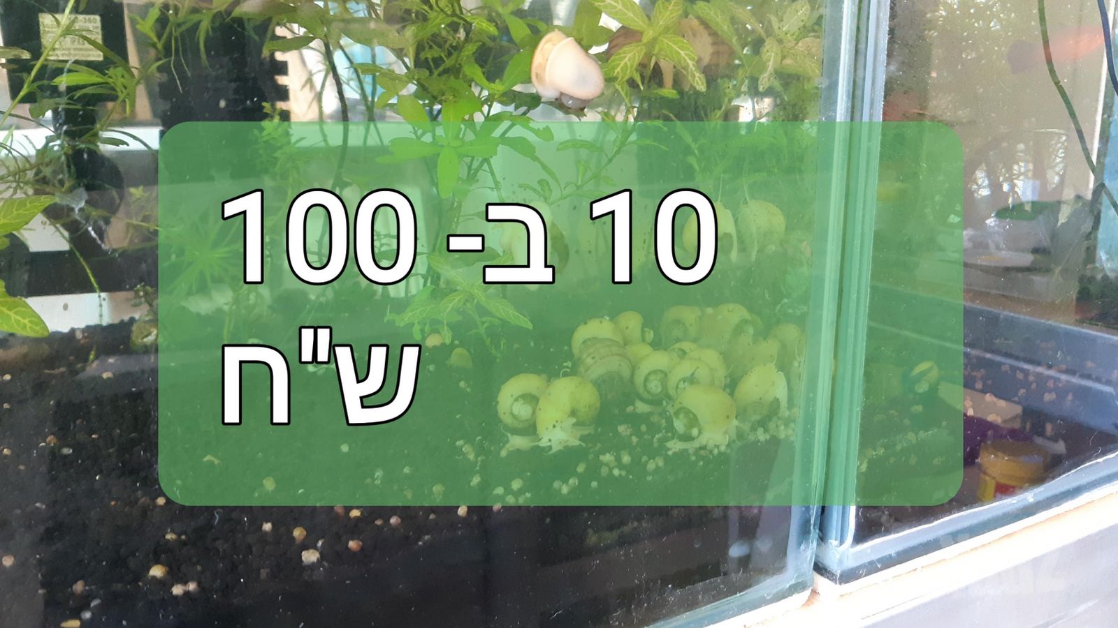 דג ציקלידים